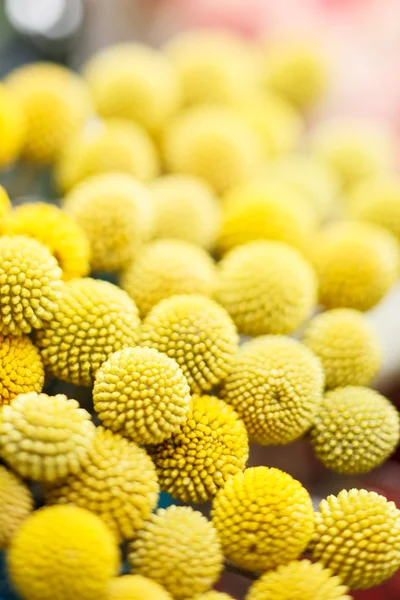 Yellow ball flowers — Stock Photo, Image