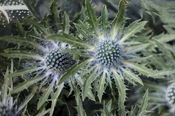 Flores de cardo — Foto de Stock