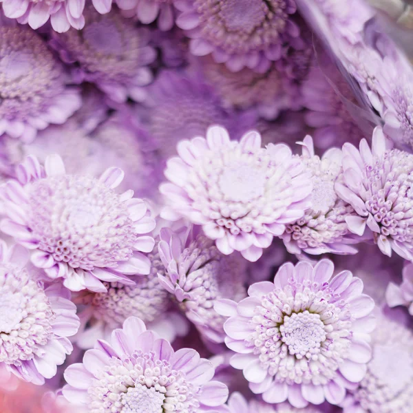 Purple chrysanthemum