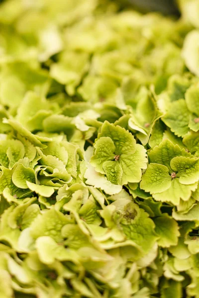 Green hydrangea — Stock Photo, Image