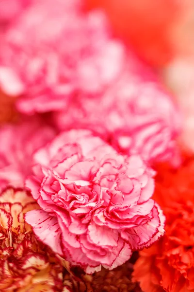 Roze anjers — Stockfoto