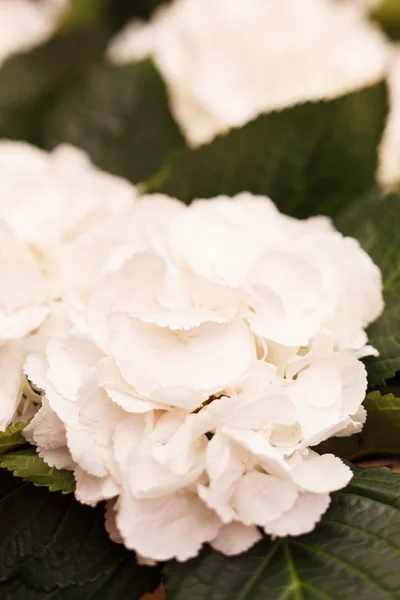 Bílý hortenzie — Stock fotografie