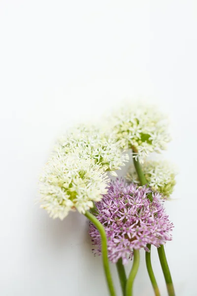 Ball flowers — Stock Photo, Image