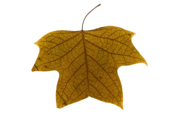 Autumn leaf — Stock Photo, Image