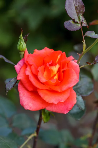 Rosa en el jardín —  Fotos de Stock