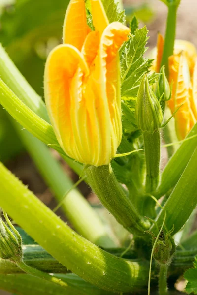 Flowering zicchini — Stock Photo, Image