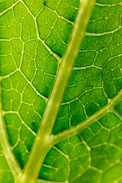 Textura de la hoja — Foto de Stock