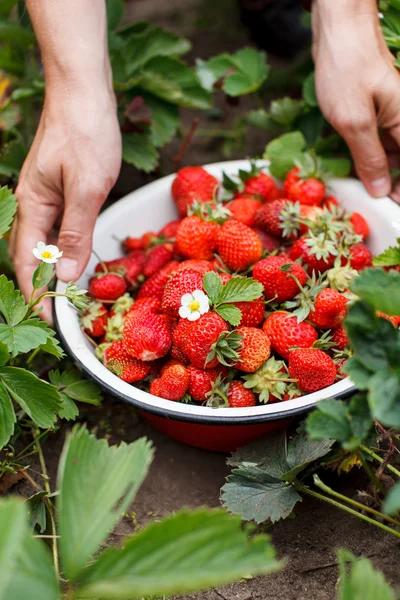 Fraises dans le plat — Photo