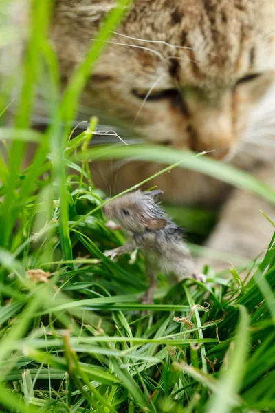 Gatto e topo — Foto Stock