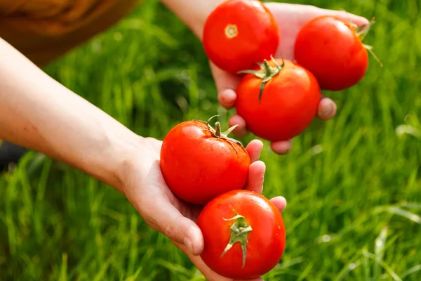 Los tomates en las manos —  Fotos de Stock