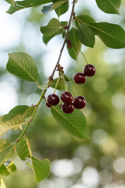 Cerezas en el árbol — Foto de Stock