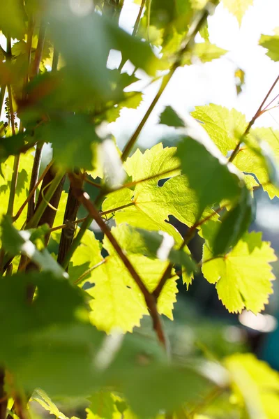 Green grape leaves — Stock Photo, Image