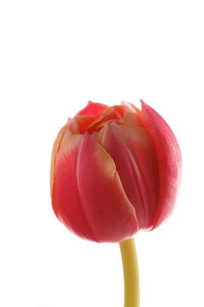 Bonita tulipa — Fotografia de Stock