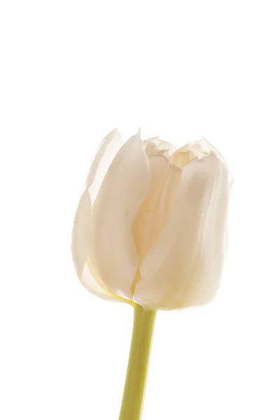 Bonita tulipa — Fotografia de Stock
