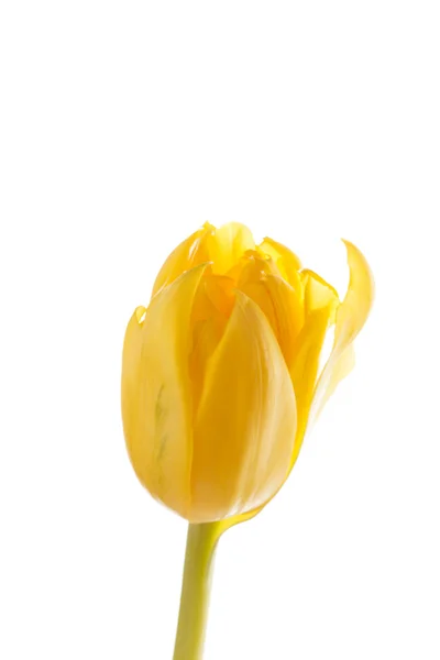 Bonito tulipán —  Fotos de Stock