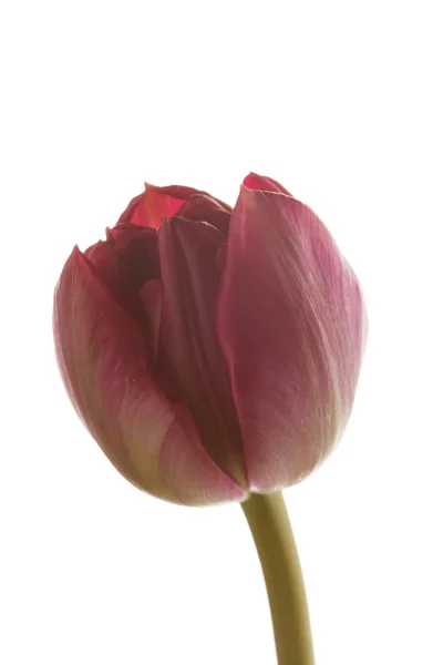 Pěkný Tulipán — Stock fotografie