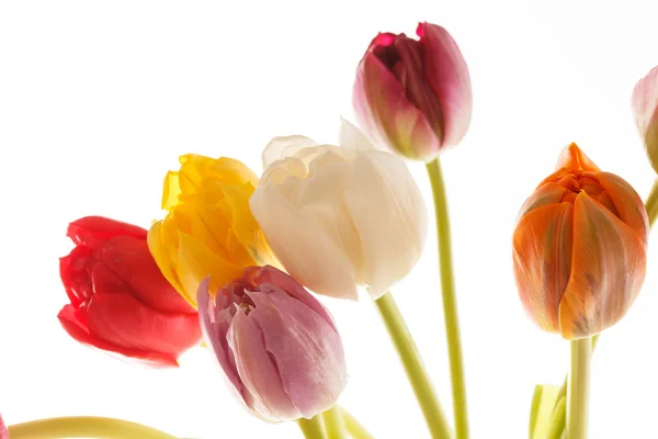 Ładny tulipan — Zdjęcie stockowe