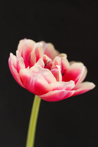 Belle tulipe — Photo