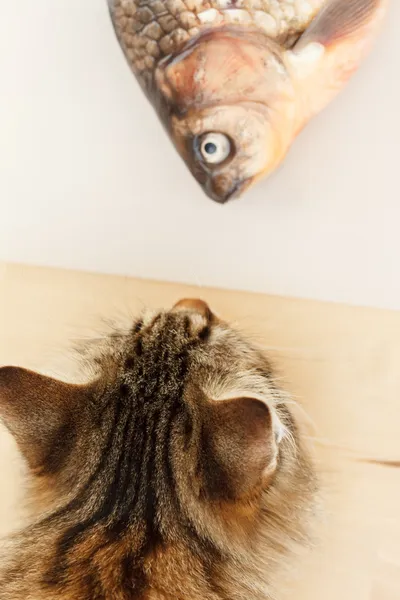 Gatto e pesce — Foto Stock