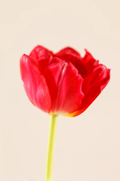 Nice tulip Royalty Free Stock Photos