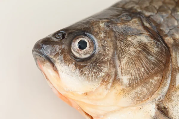 Carpa crucian — Fotografia de Stock