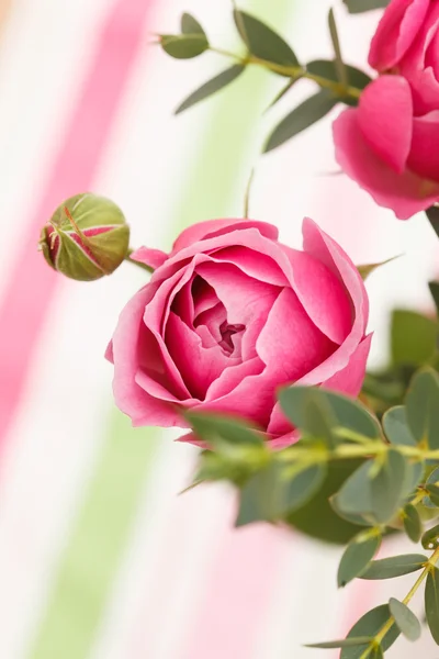 Roze rozen — Stockfoto