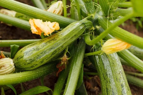 Zucchini in the garden — Stock Photo, Image