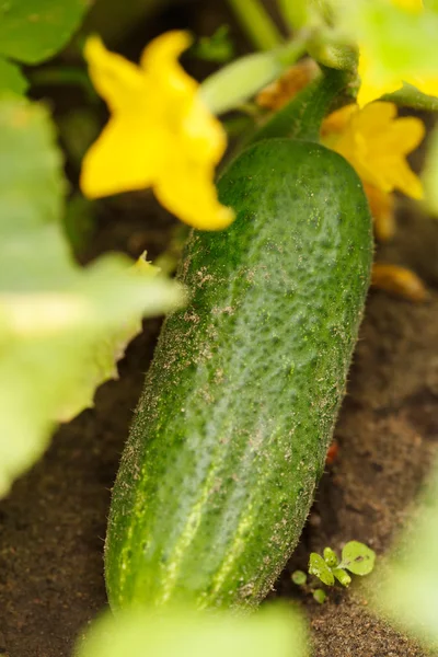 Pepino en el jardín —  Fotos de Stock