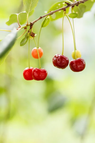 Cherry in the garden — Stock Photo, Image
