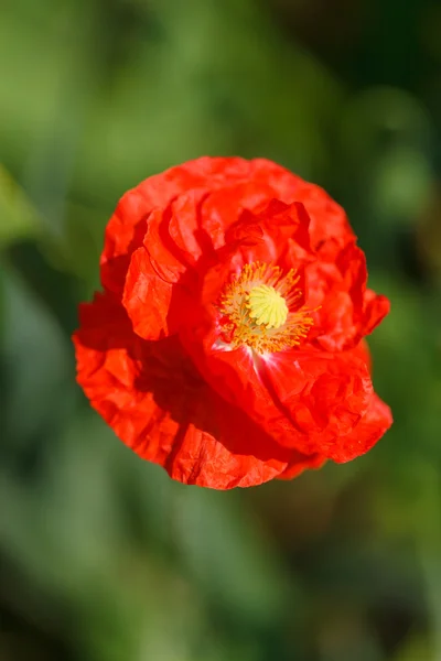 Poppy in the garden — Stock Photo, Image