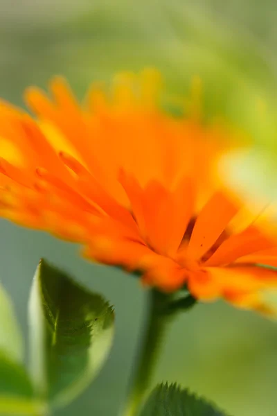 Calendula flower — Stock Photo, Image