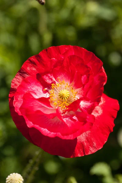 Poppy flower — Stock Photo, Image