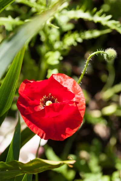 Fleur de pavot — Photo