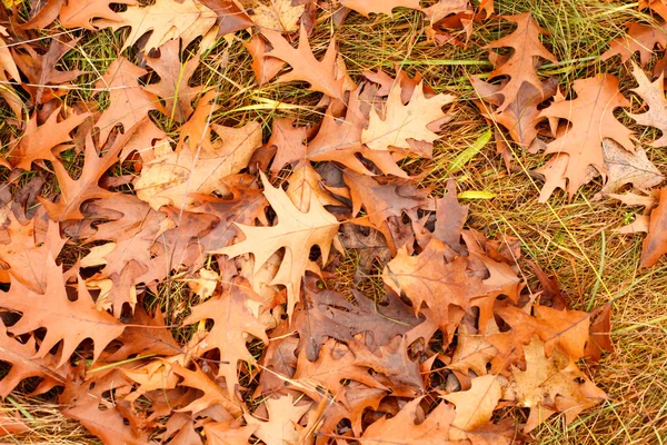 Colorful autumn leaves — Stock Photo, Image