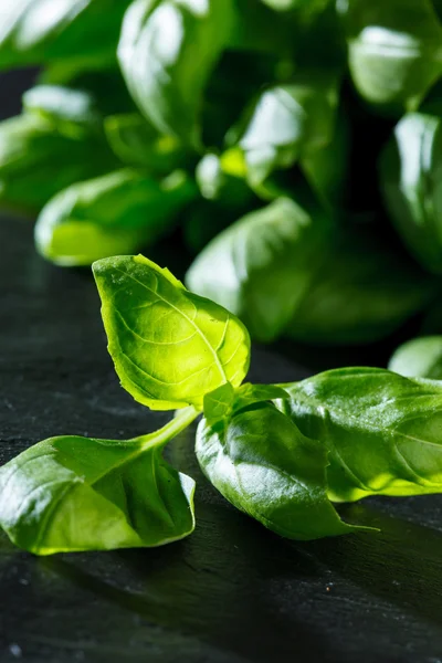 Albahaca fresca — Foto de Stock