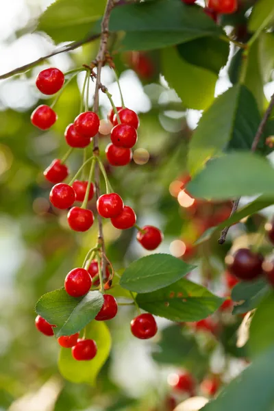 Cherries on the tree — Stock Photo, Image