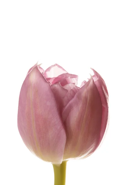 Pěkný Tulipán — Stock fotografie