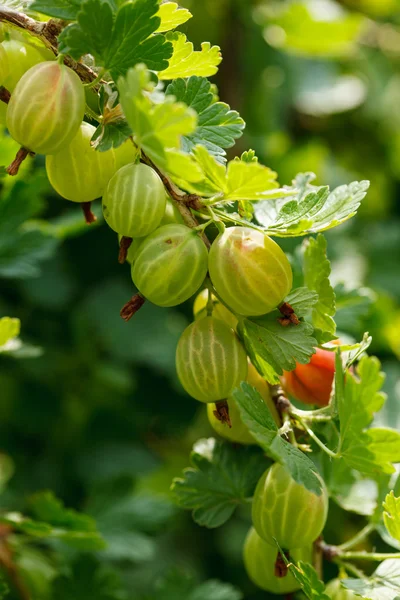 Gooseberries on a branch — Stock Photo, Image