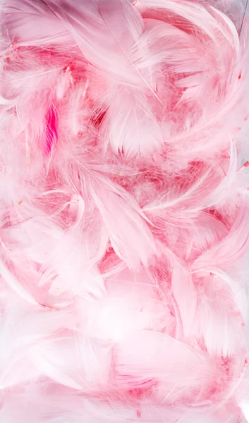 Color feathers — Stock Photo, Image