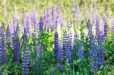 vahşi lupines