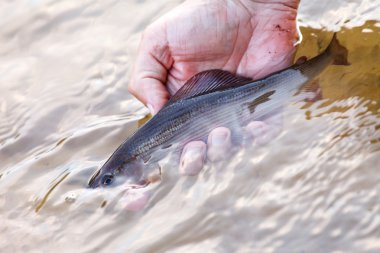 Fisher tutan bir gölge balığı