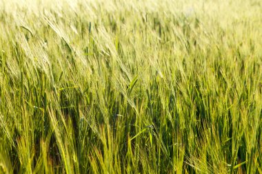 bir alan üzerinde yeşil buğday