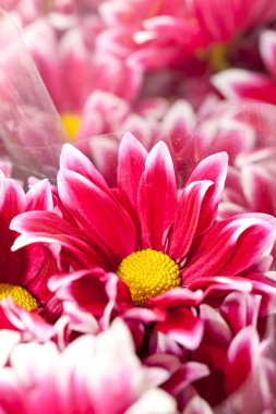 kasımpatı çiçekleri