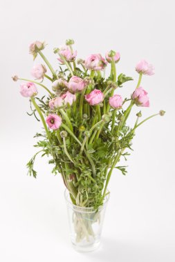 pembe Düğünçiçeği