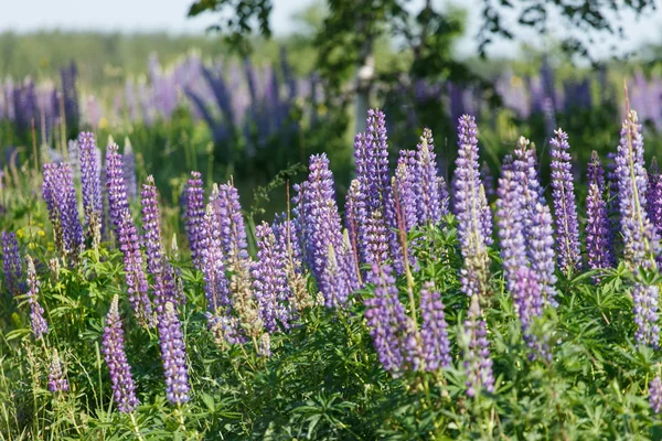 Lupini selvatici — Foto Stock