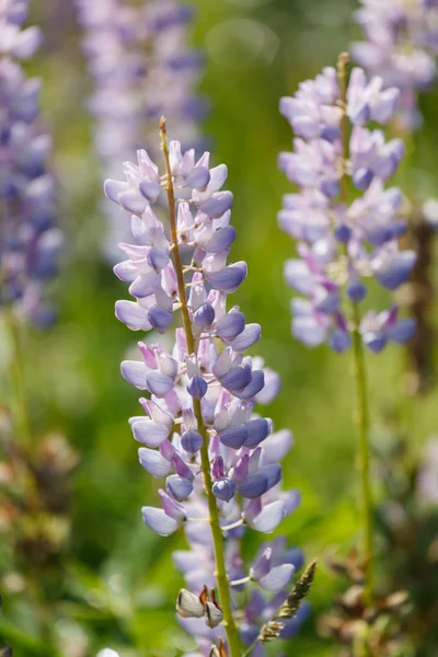 Wild lupines — Stock Photo, Image