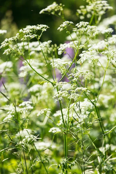 Vita blommor — Stockfoto