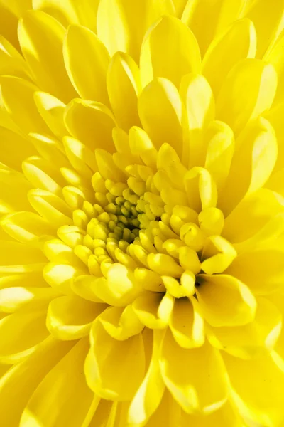 Beautiful chrysanthemum — Stock Photo, Image