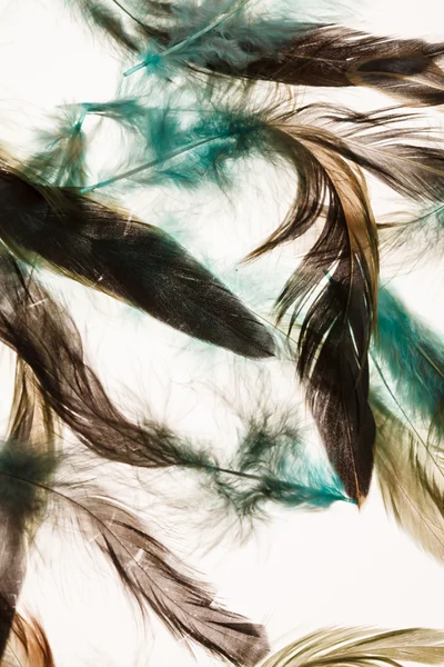 Color feathers — Stock Photo, Image