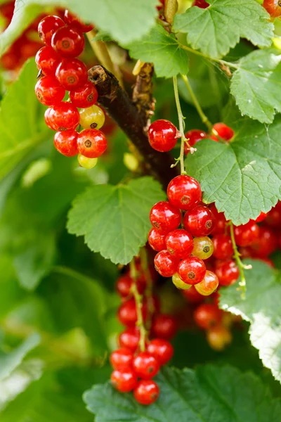 Red currant in the garden — Stock Photo, Image